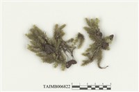 藏品(繩苔屬)的圖片